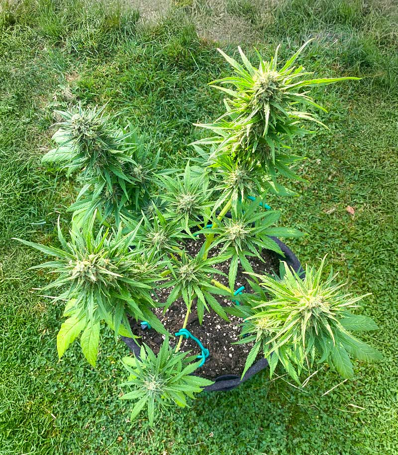 Roślina odmiany Auto GG#4 Original Glue F1 – Seedkeepers – zdjęcie 4