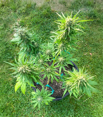 Roślina odmiany Auto GG#4 Original Glue F1 – Seedkeepers – zdjęcie 4