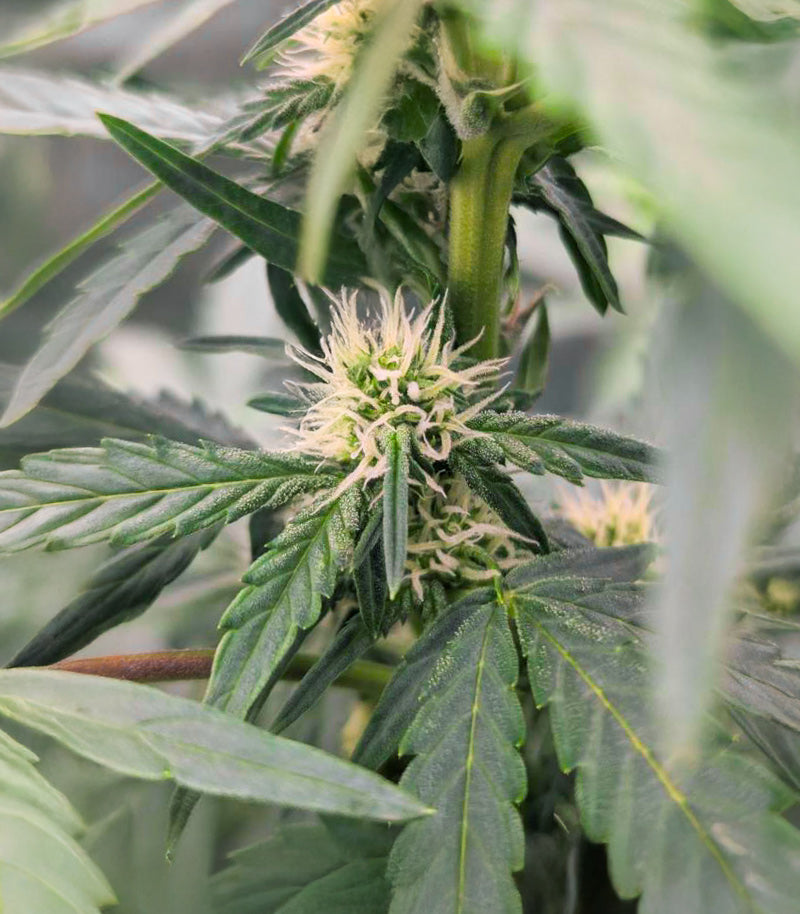 Roślina odmiany Candy Cane Mango Autoflower – zdjęcie 3