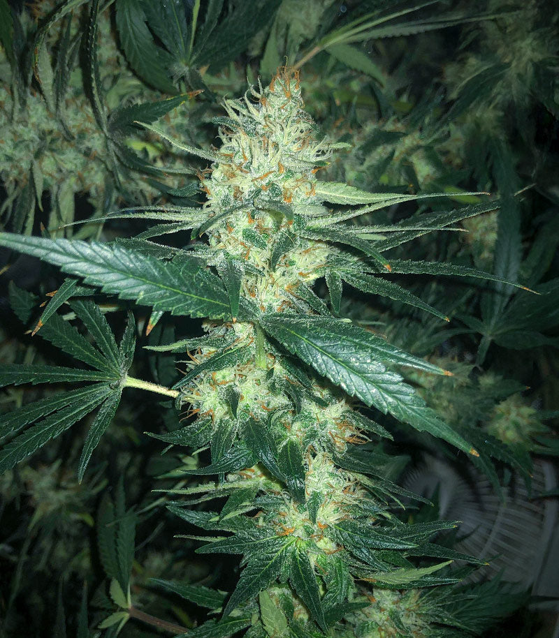Roślina odmiany Pineapple Muffin Autoflower – zdjęcie 3