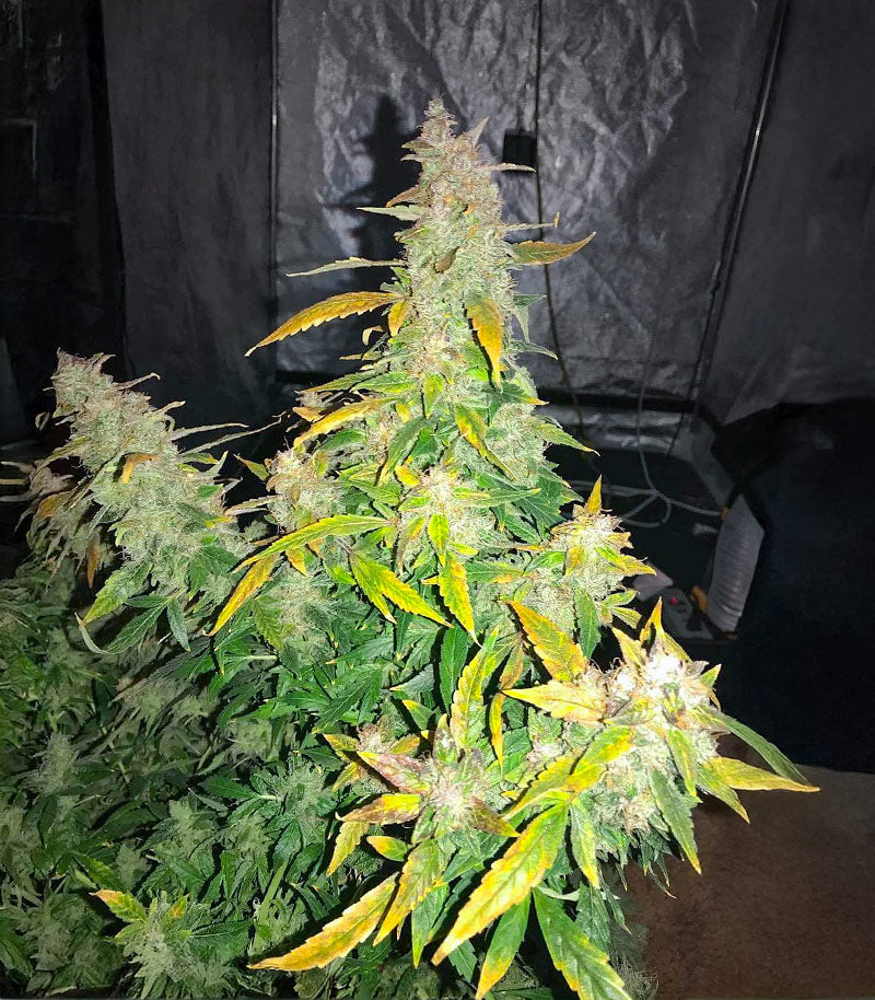 Roślina odmiany Lemon Jack Autoflower – Seedkeepers – zdjęcie 4