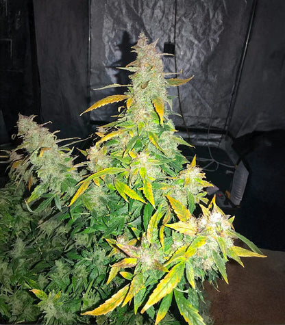 Roślina odmiany Lemon Jack Autoflower – Seedkeepers – zdjęcie 4