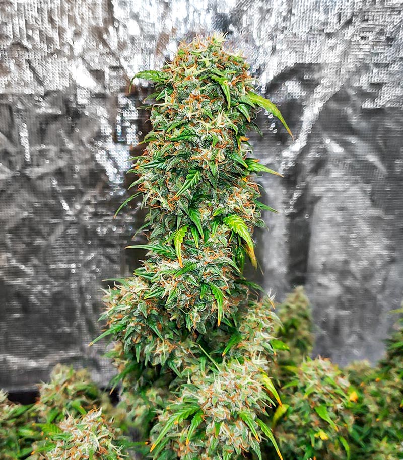 Roślina odmiany Gorilla Purple Autoflower – zdjęcie 5