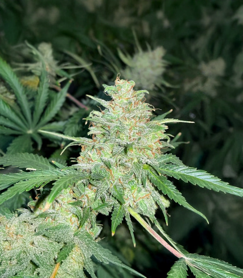 Roślina odmiany Super Sangria Skunk Autoflower – zdjęcie 3