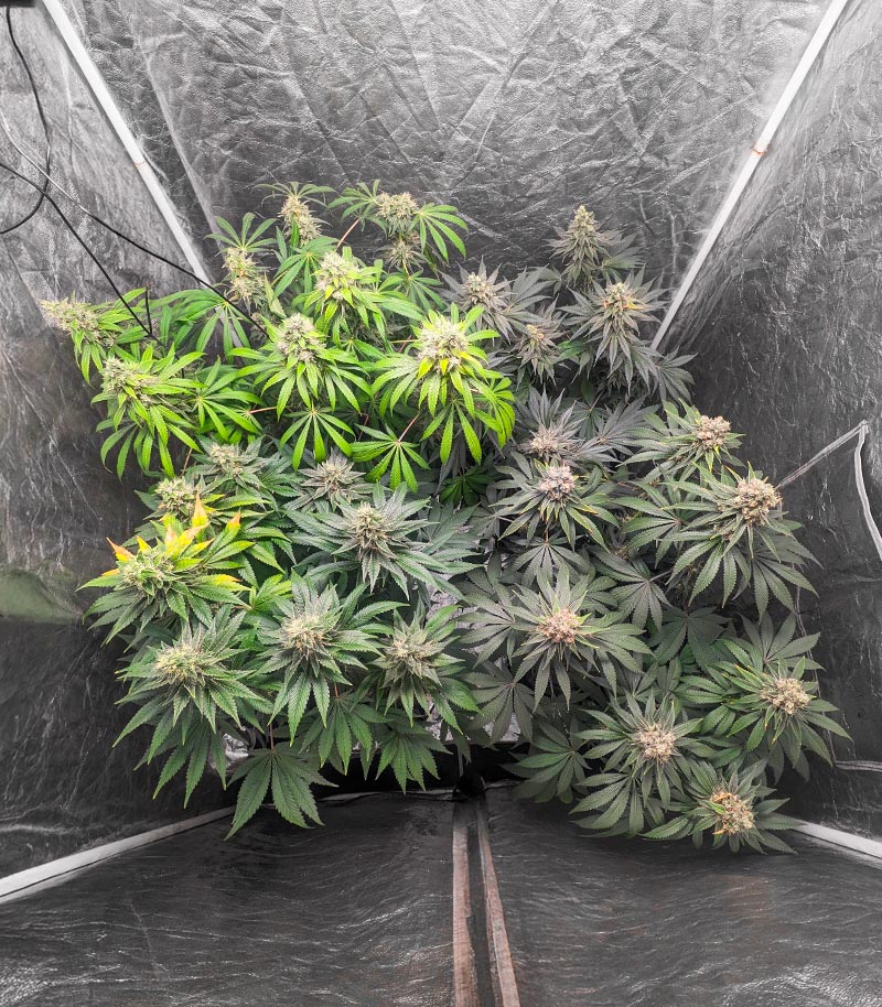Roślina odmiany 1-800-Cinderella-99 Autoflower – zdjęcie 10