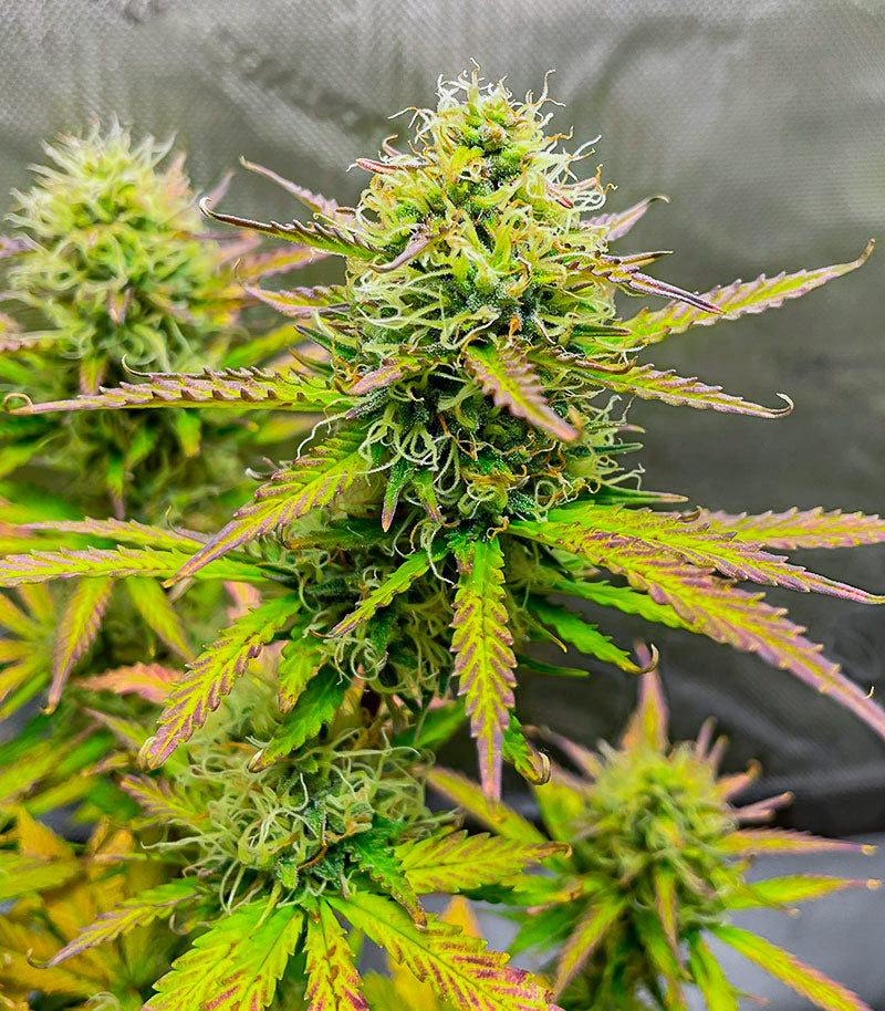 Roślina odmiany Wedding Cake Autoflower – EGS – zdjęcie 5