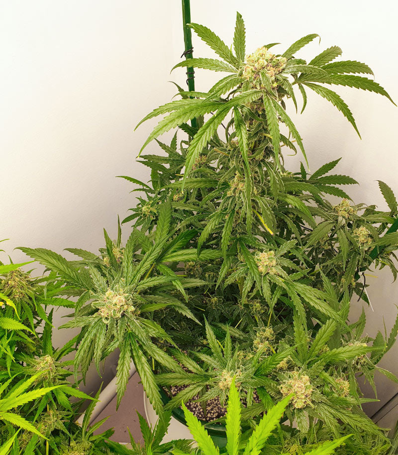 Roślina odmiany 1-800-Cinderella-99 Autoflower – zdjęcie 11