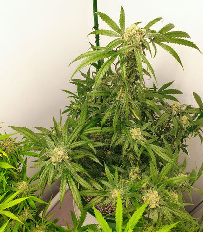 Roślina odmiany 1-800-Cinderella-99 Autoflower – zdjęcie 11