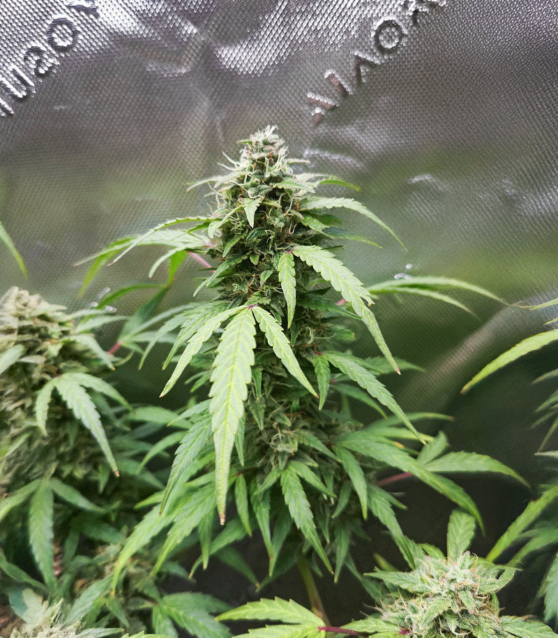 Roślina odmiany Sour Diesel Autoflower – Seedkeepers – zdjęcie 3