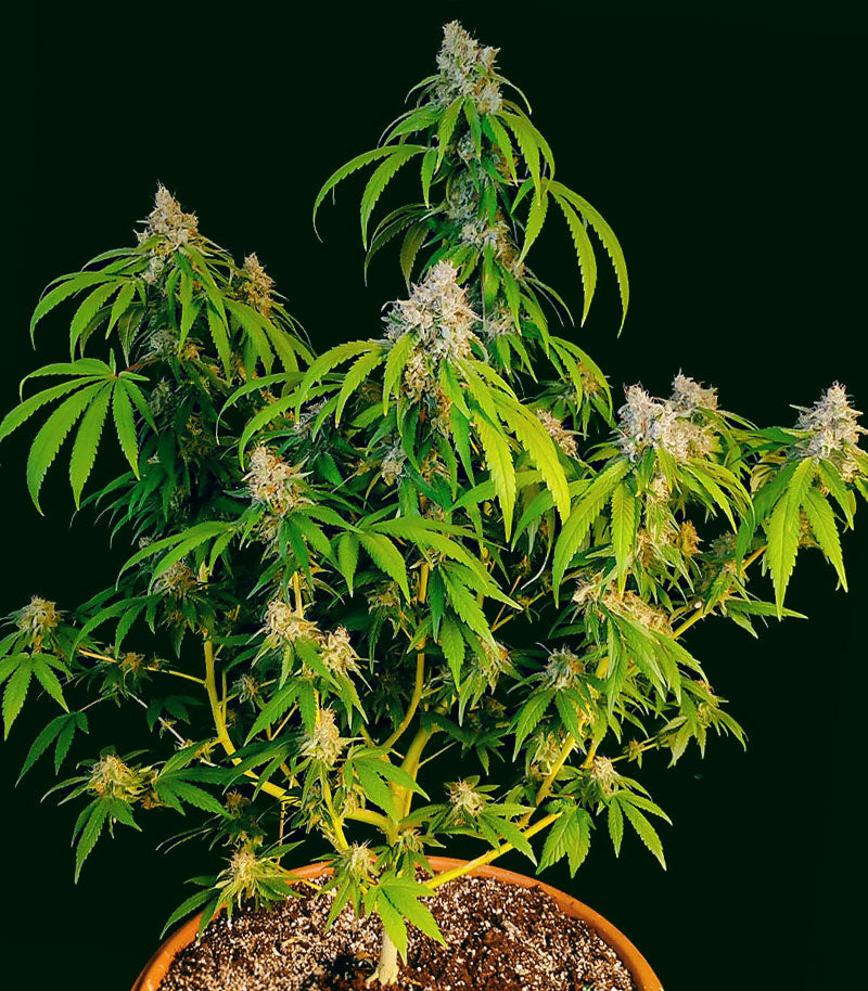 Roślina odmiany OG Kush Fast Version – zdjęcie 6