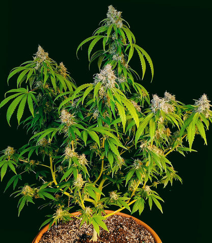 Roślina odmiany OG Kush Fast Version – zdjęcie 6