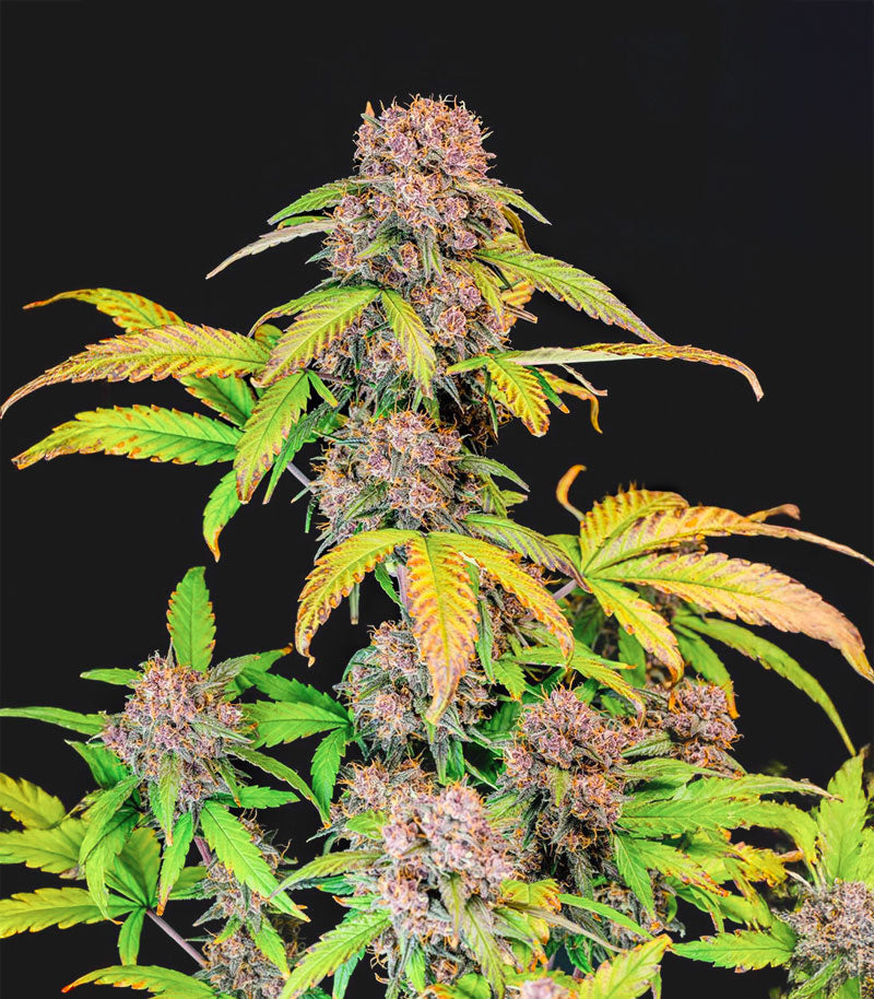 Roślina odmiany Lemon Cherry Cookies Auto – zdjęcie 5