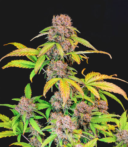Roślina odmiany Lemon Cherry Cookies Auto – zdjęcie 5