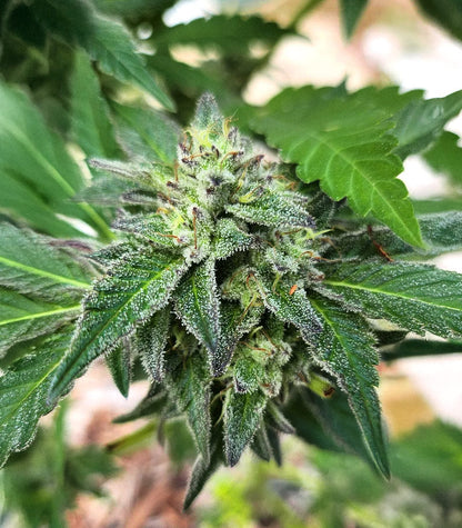 Roślina odmiany Sour Diesel × OG Kush – Seedkeepers – zdjęcie 4