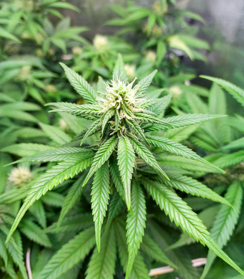 Roślina odmiany Amsterdam Amnesia – zdjęcie 3