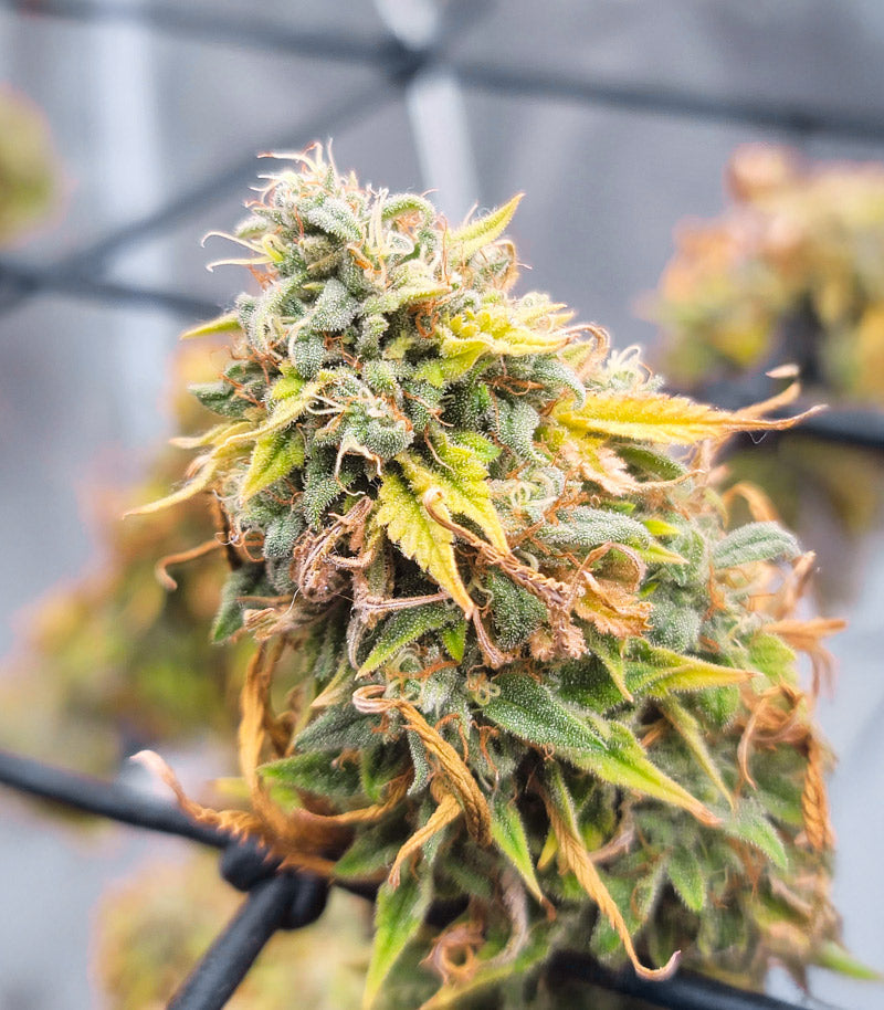Roślina odmiany Ghost Train Haze – Seedkeepers – zdjęcie 5
