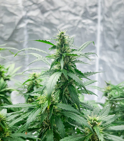 Roślina odmiany Also Know 47 Autoflower – zdjęcie 6