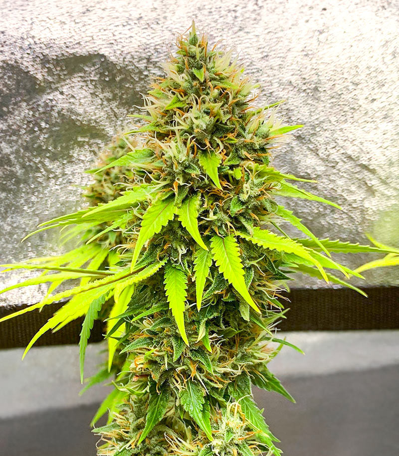 Roślina odmiany Candy Kush Fast Version – zdjęcie 6