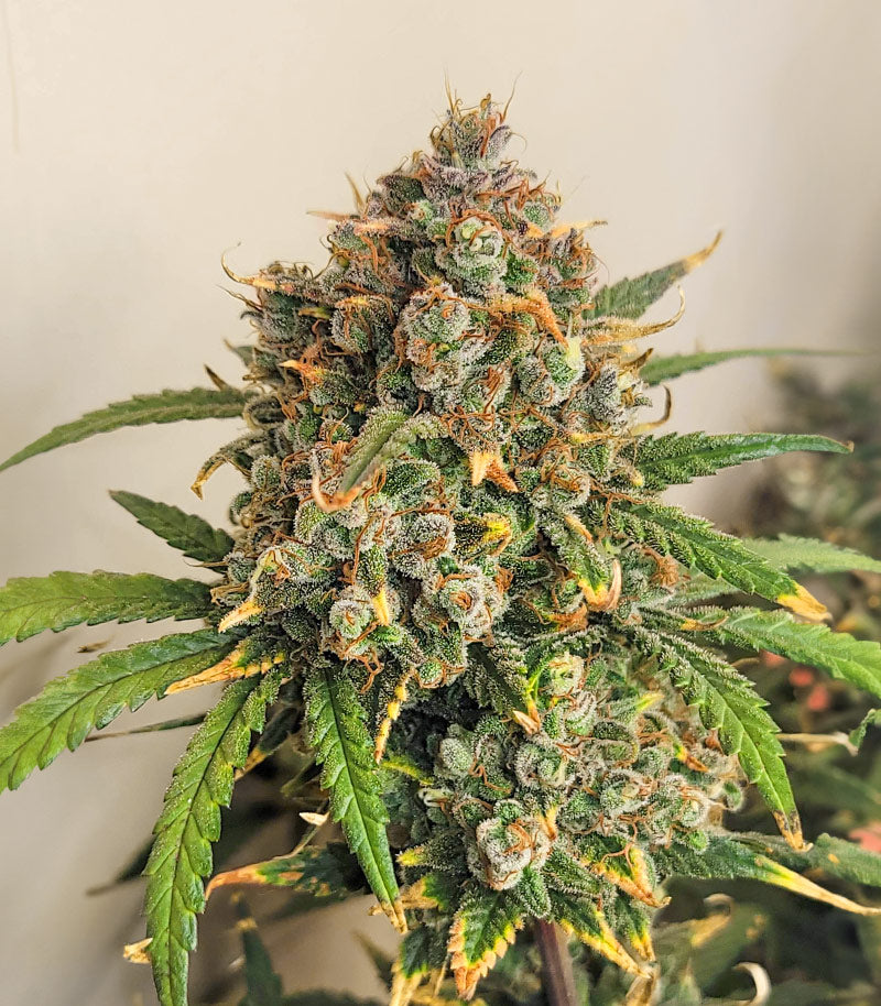 Roślina odmiany Girl Scout Cookies – Barney's Farm – zdjęcie 6