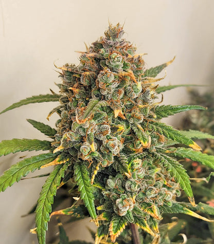 Roślina odmiany Girl Scout Cookies – Barney's Farm – zdjęcie 6