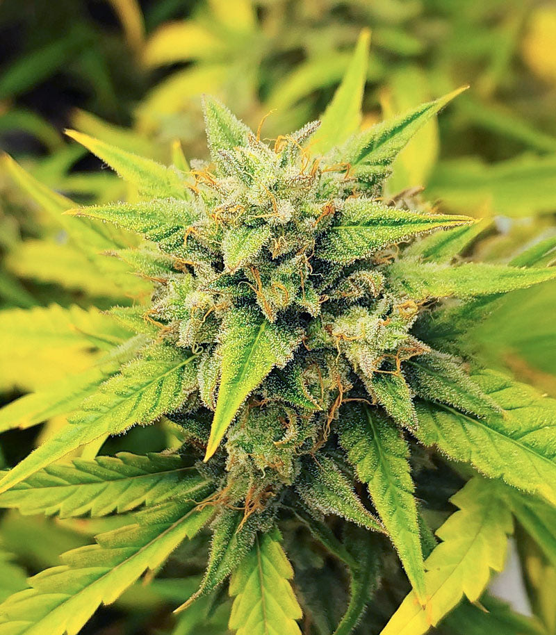 Roślina odmiany Also Know 47 Autoflower – zdjęcie 3
