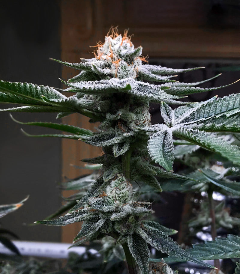 Roślina odmiany Kush Mints Fast Version – Seedkeepers – zdjęcie 5