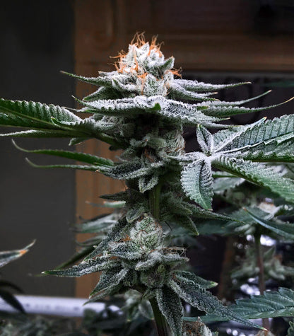 Roślina odmiany Kush Mints Fast Version – Seedkeepers – zdjęcie 5