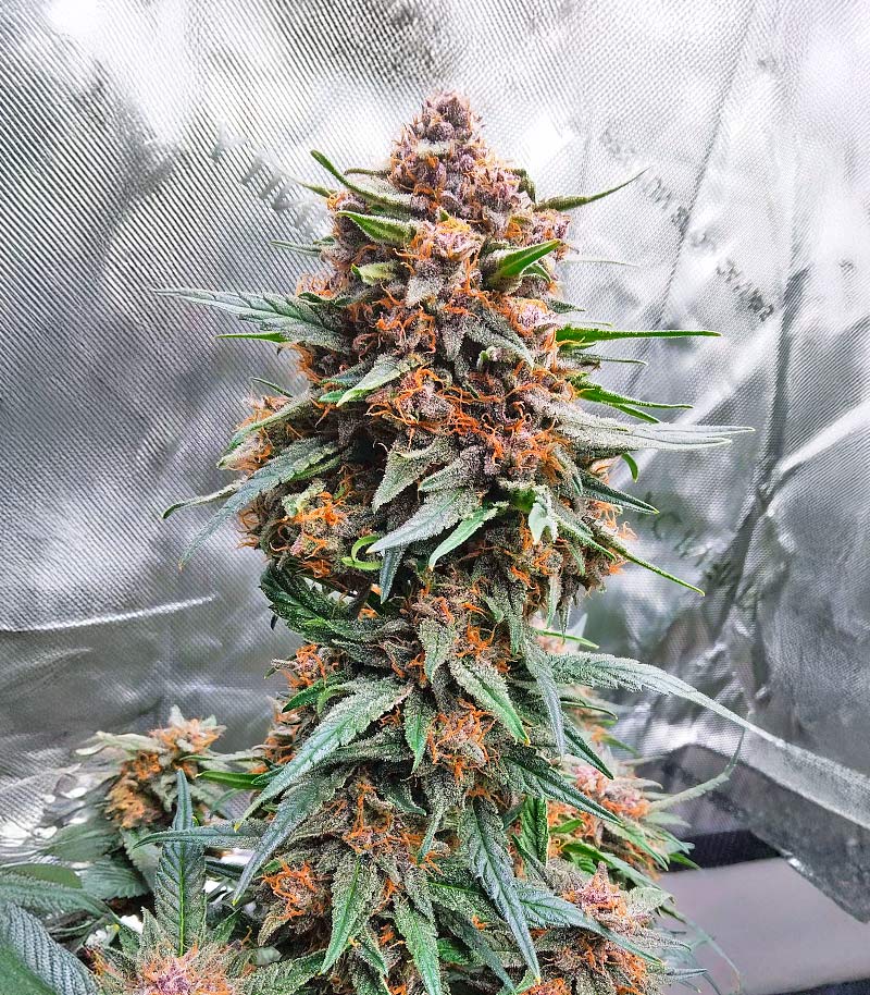 Roślina odmiany Lemon Cherry Cookies Auto – zdjęcie 6