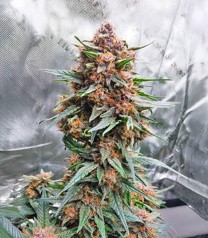 Roślina odmiany Lemon Cherry Cookies Auto – zdjęcie 6