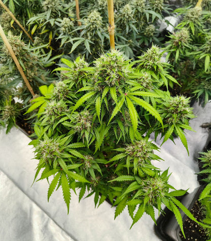 Roślina odmiany Auto GG#4 Original Glue F1 – Seedkeepers – zdjęcie 6