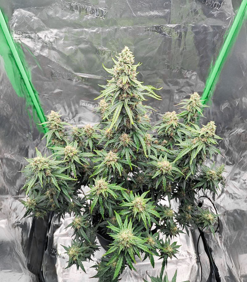 Roślina odmiany Candy Cane Mango Autoflower – zdjęcie 5