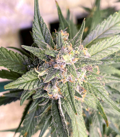 Roślina odmiany Strawberry Gorilla Auto – zdjęcie 6