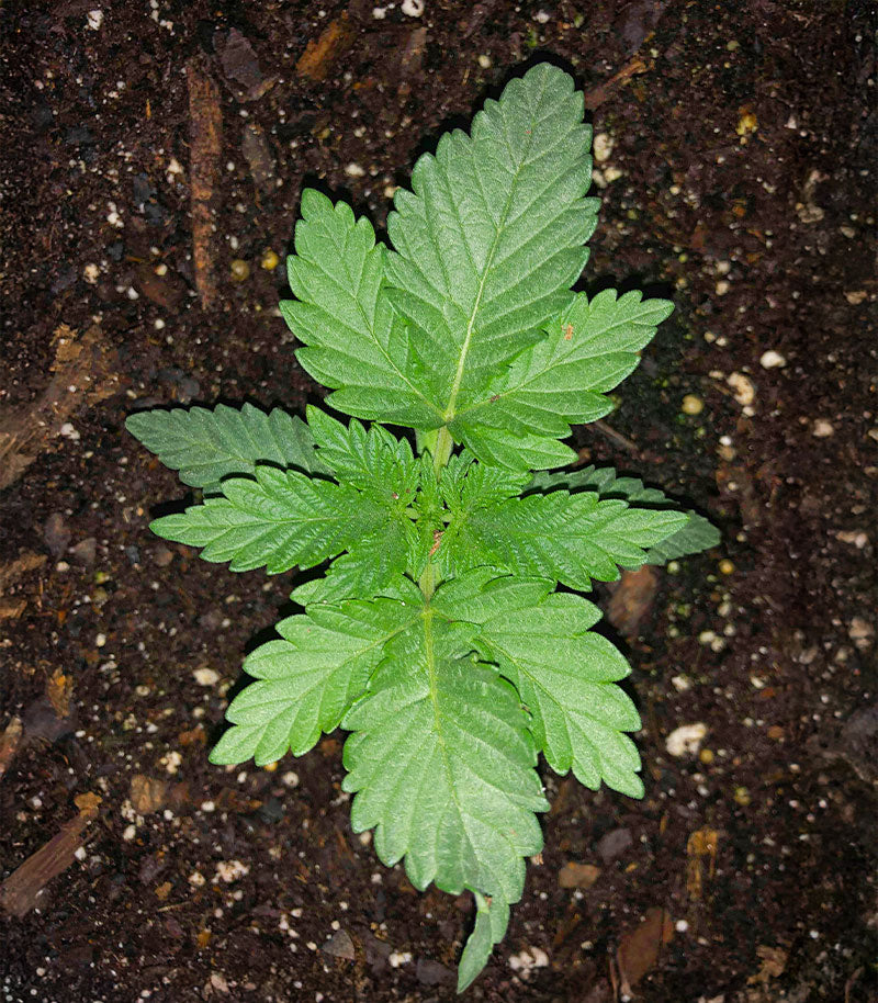 Roślina odmiany Humboldt Headband Autoflower – zdjęcie 3