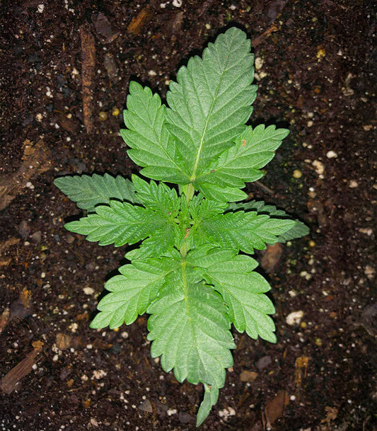 Roślina odmiany Humboldt Headband Autoflower – zdjęcie 3