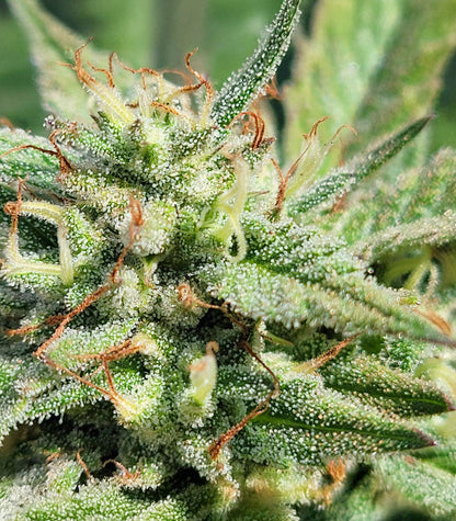 Roślina odmiany Kush Mints Fast Version – Seedkeepers – zdjęcie 6