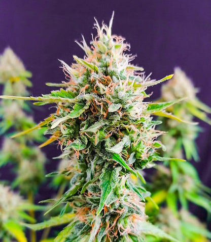 Roślina odmiany Candy Kush Fast Version – zdjęcie 5
