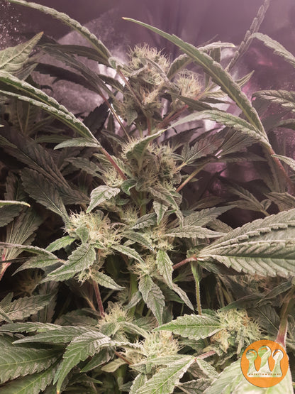 Roślina odmiany Skywalker Haze – zdjęcie 5