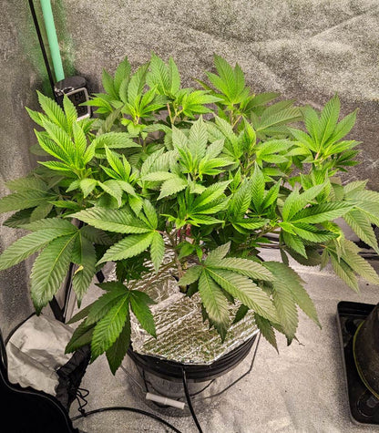Roślina odmiany Sour Diesel – Barney's Farm – zdjęcie 4