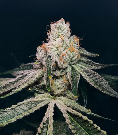 Roślina odmiany Kush Mints Fast Version – Seedkeepers – zdjęcie 4