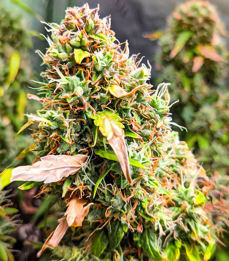 Roślina odmiany Quarter Pounder Autoflower – zdjęcie 6