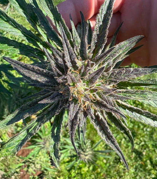 Roślina odmiany Keepers OG Autoflower – zdjęcie 3