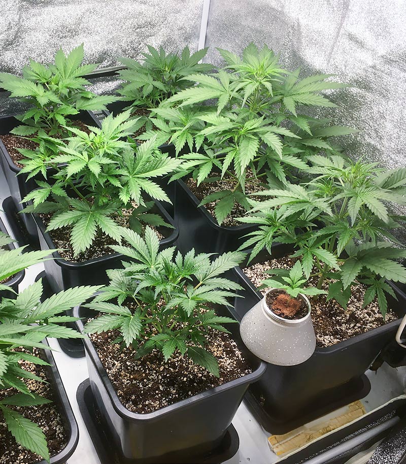 Roślina odmiany Big Bud Auto – Herbies Seeds – zdjęcie 4