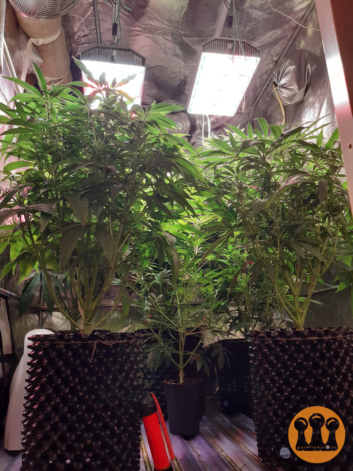 Roślina odmiany Skywalker Haze – zdjęcie 3