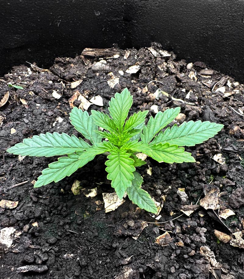 Roślina odmiany Sour Diesel Auto – Herbies Seeds – zdjęcie 4