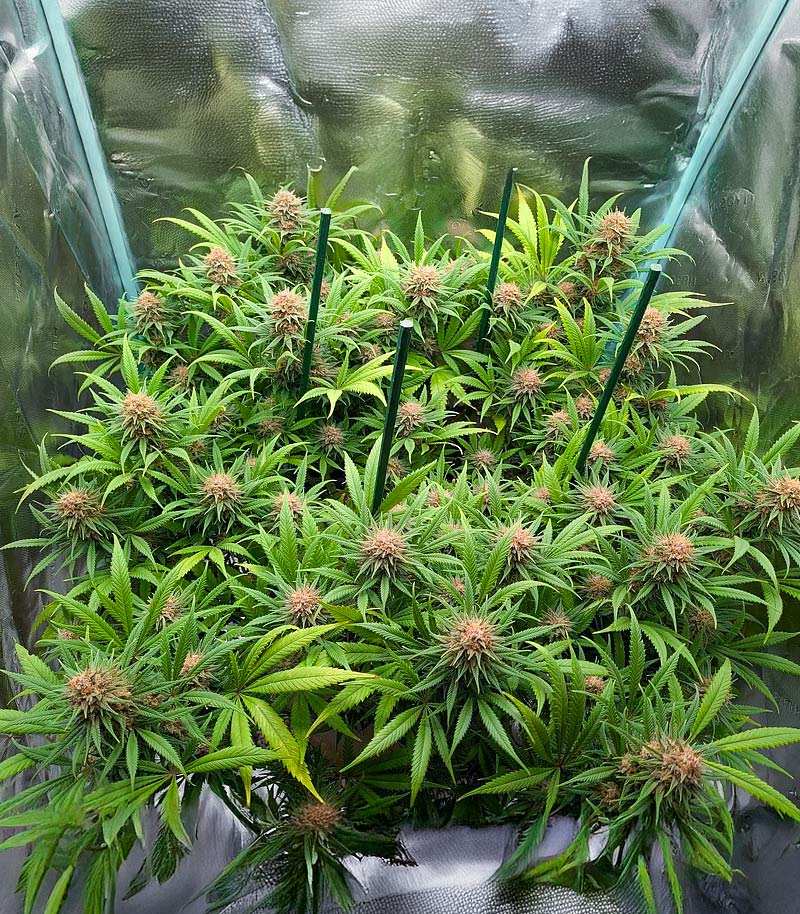 Roślina odmiany Durban Poison Autoflower – Seedkeepers – zdjęcie 6