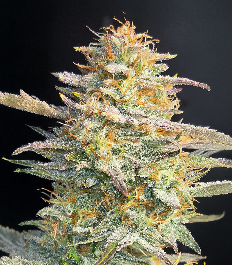 Roślina odmiany Chemdog Fast Version – Seedkeepers – zdjęcie 3