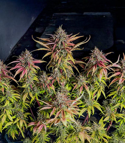 Roślina odmiany Lemon Cherry Cookies Auto – zdjęcie 3
