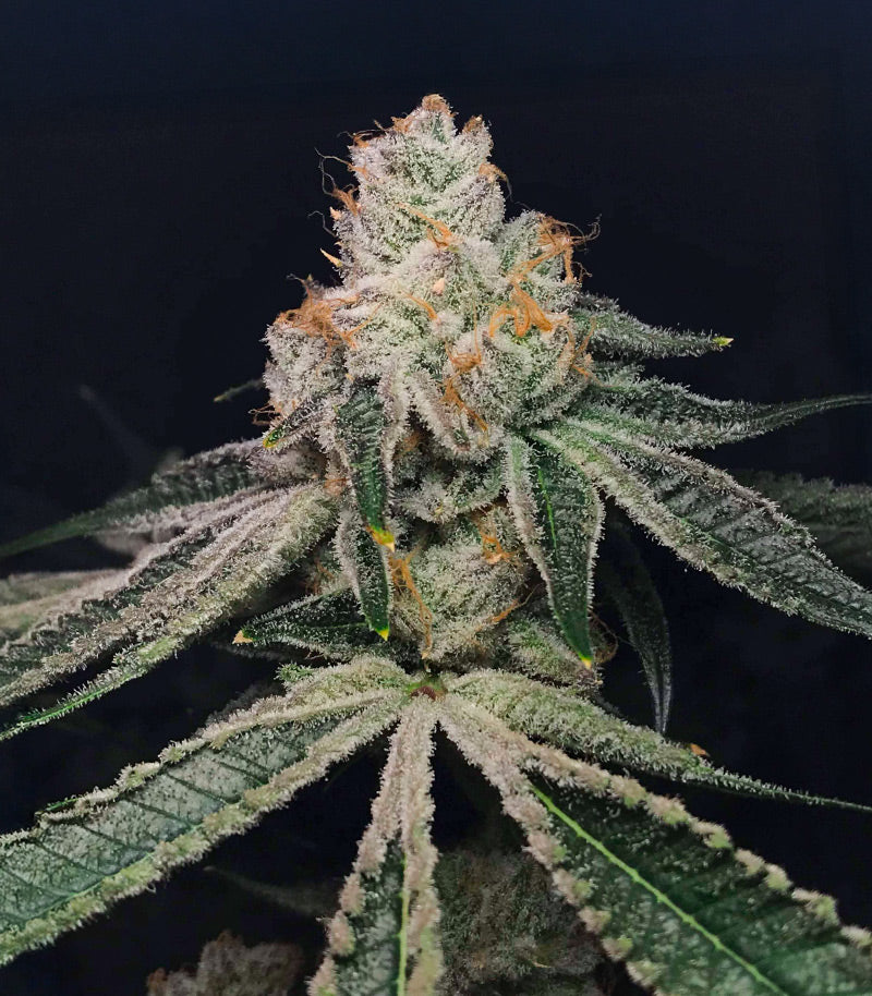 Roślina odmiany Kush Mints Fast Version – Seedkeepers – zdjęcie 8