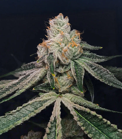 Roślina odmiany Kush Mints Fast Version – Seedkeepers – zdjęcie 8