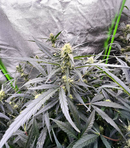 Roślina odmiany Auto GG#4 Original Glue F1 – Seedkeepers – zdjęcie 7